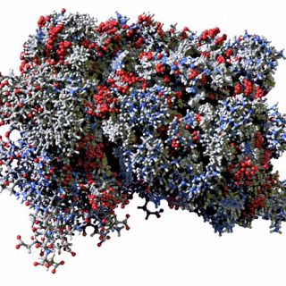 人体干扰素分子的红色，蓝色和灰色模型