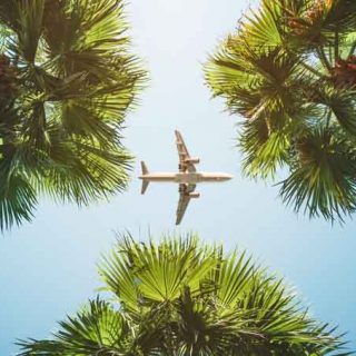 飞机飞过棕榈树