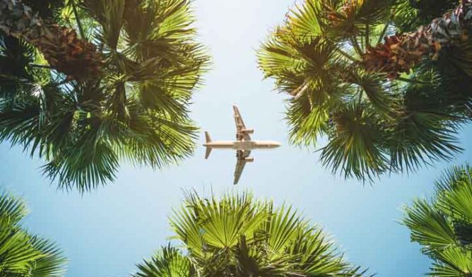 飞行在棕榈树的飞机