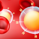 汽车T细胞和红细胞图形
