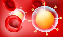 CAR - T细胞和红细胞图像