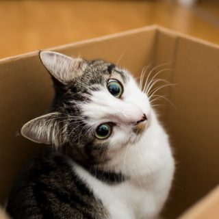 可爱的猫在盒子里