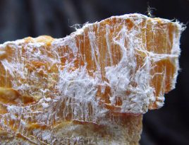 Chrysotile石棉纤维