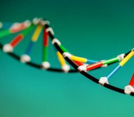 DNA双螺旋分子