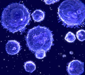 淋巴细胞的免疫细胞