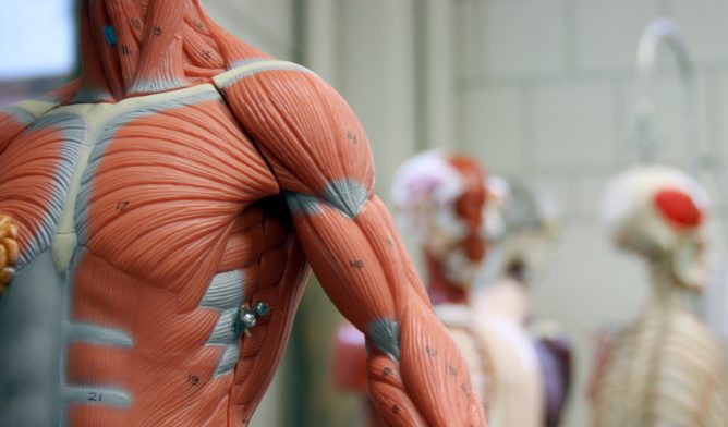 人体肌肉解剖模型